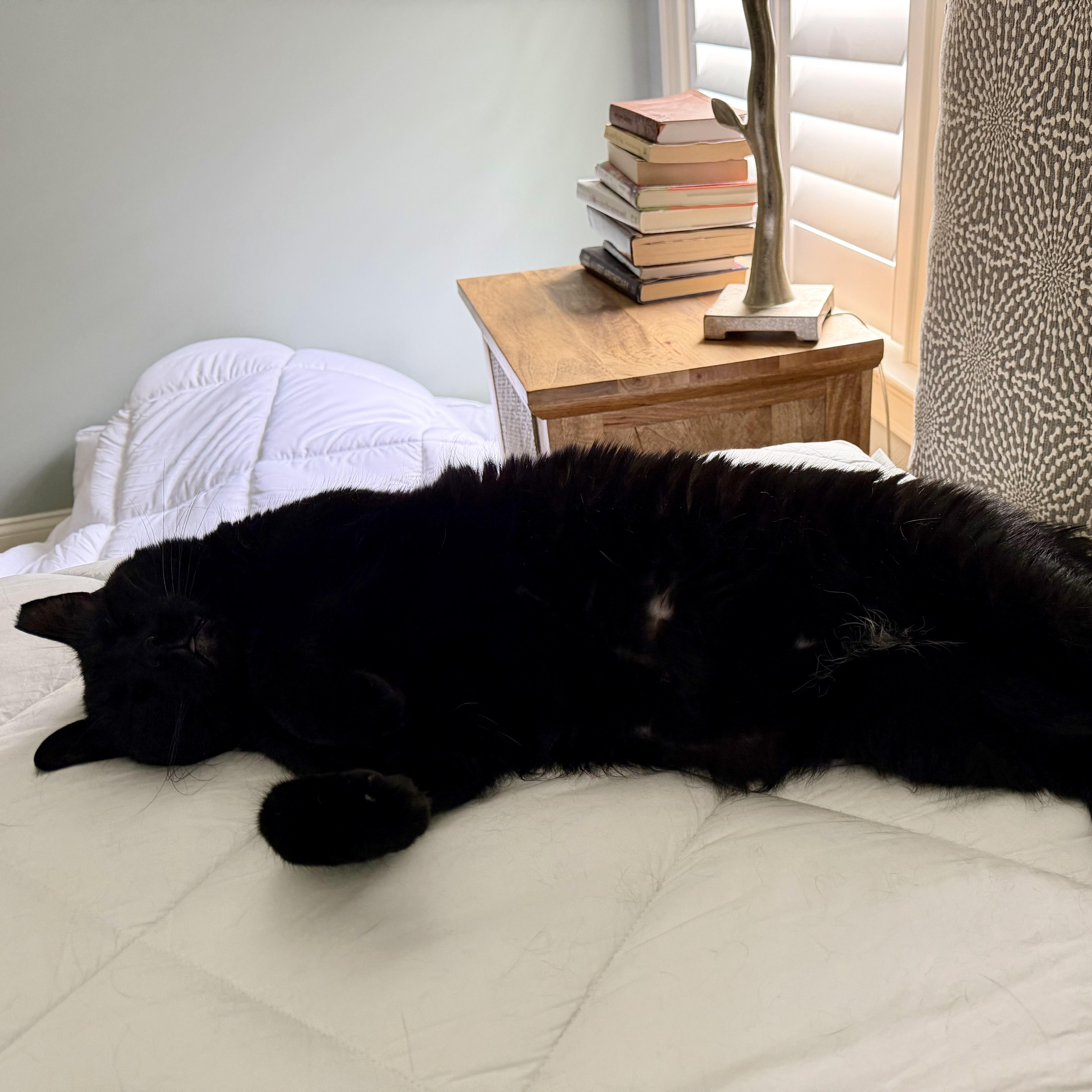 Binx thumbnail 2