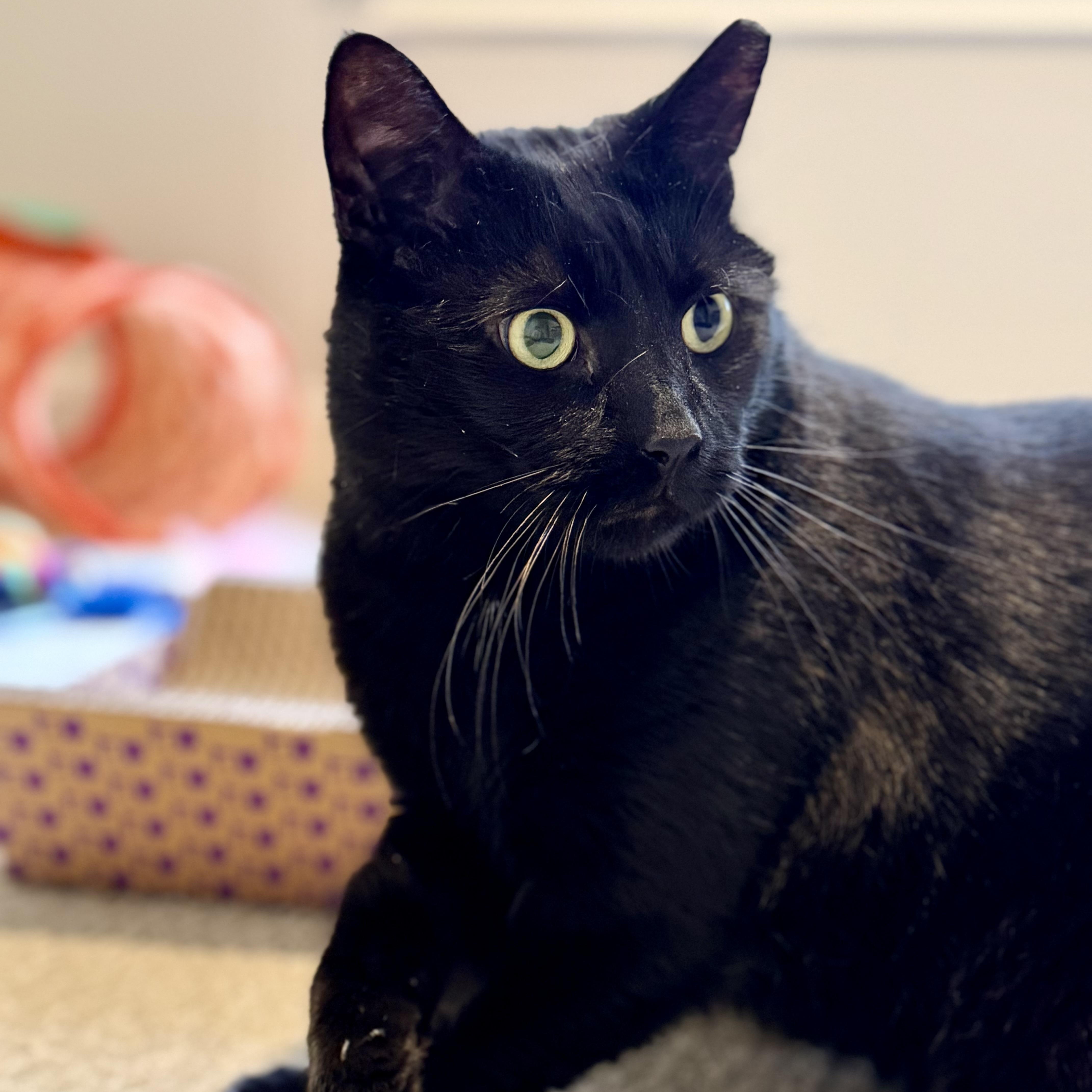 Binx thumbnail 3