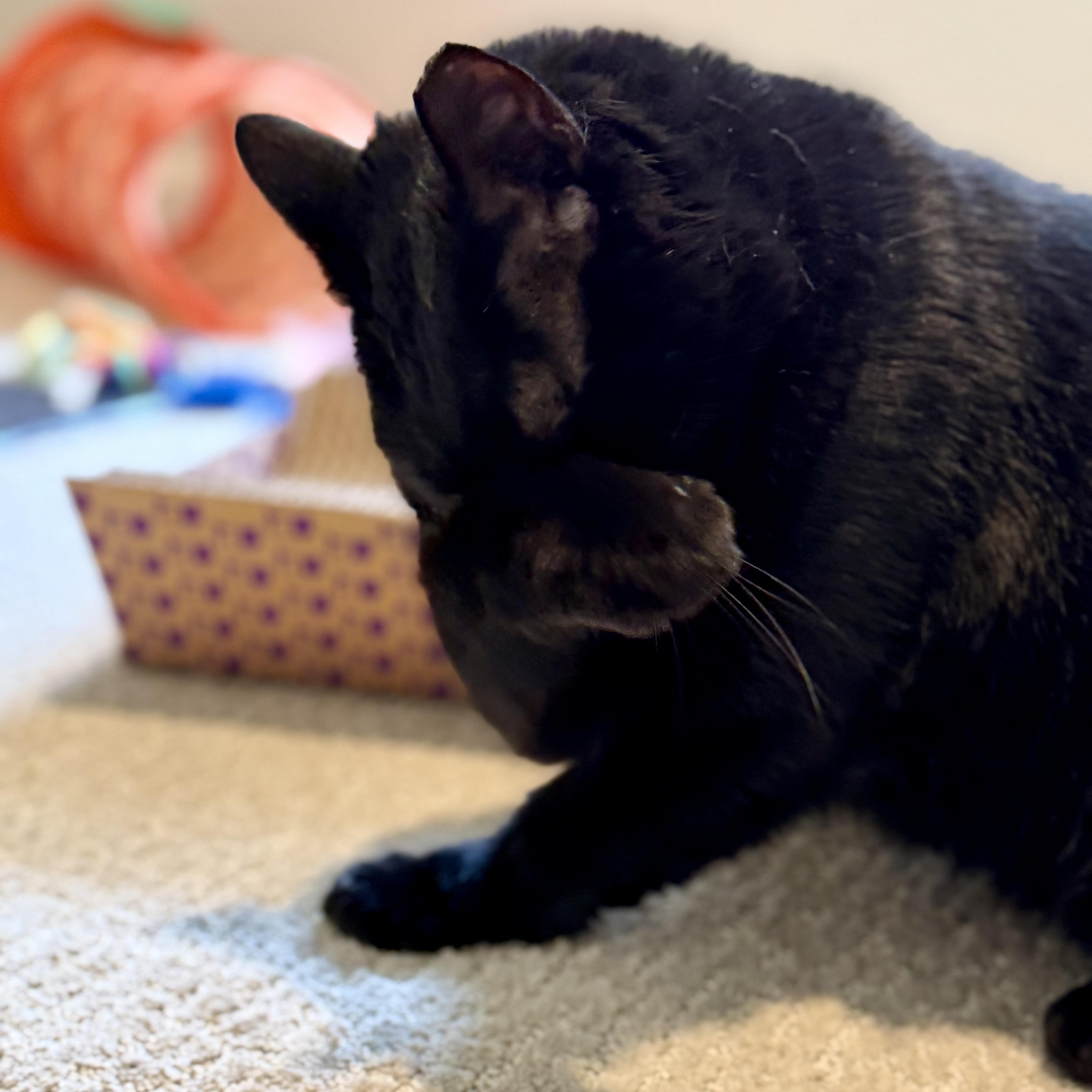 Binx thumbnail 4