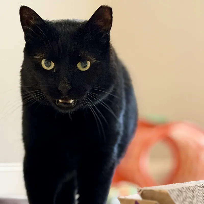 Binx thumbnail 5