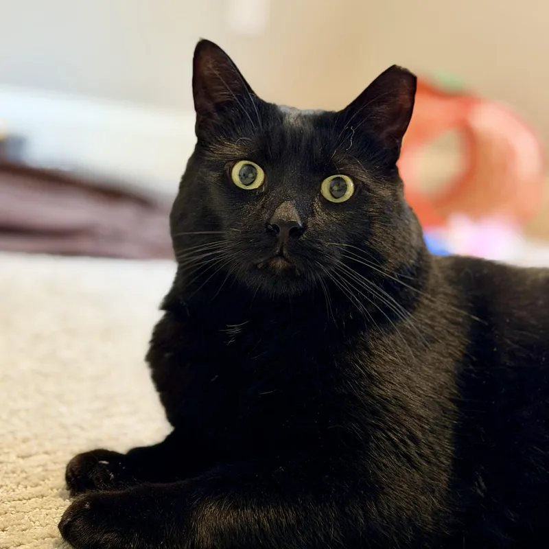 Binx thumbnail 6