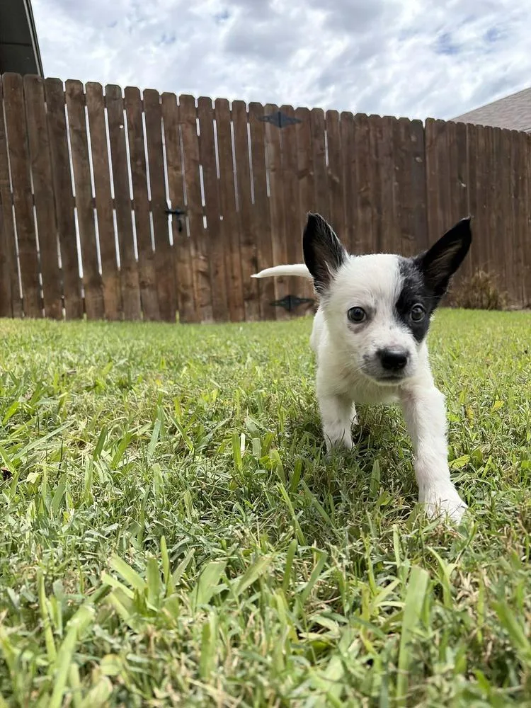 Streudel thumbnail 2