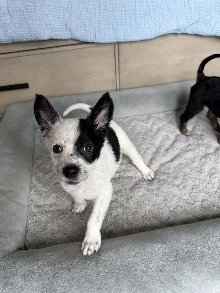 Streudel thumbnail 3