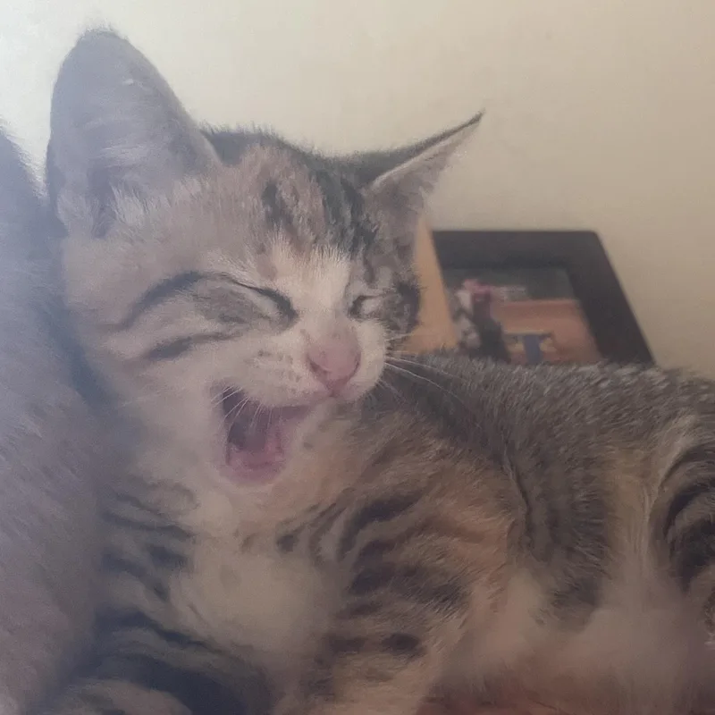 A baby medium-sized female Domestic Short Hair cat named Violet for adoption in Ellensburg, WA