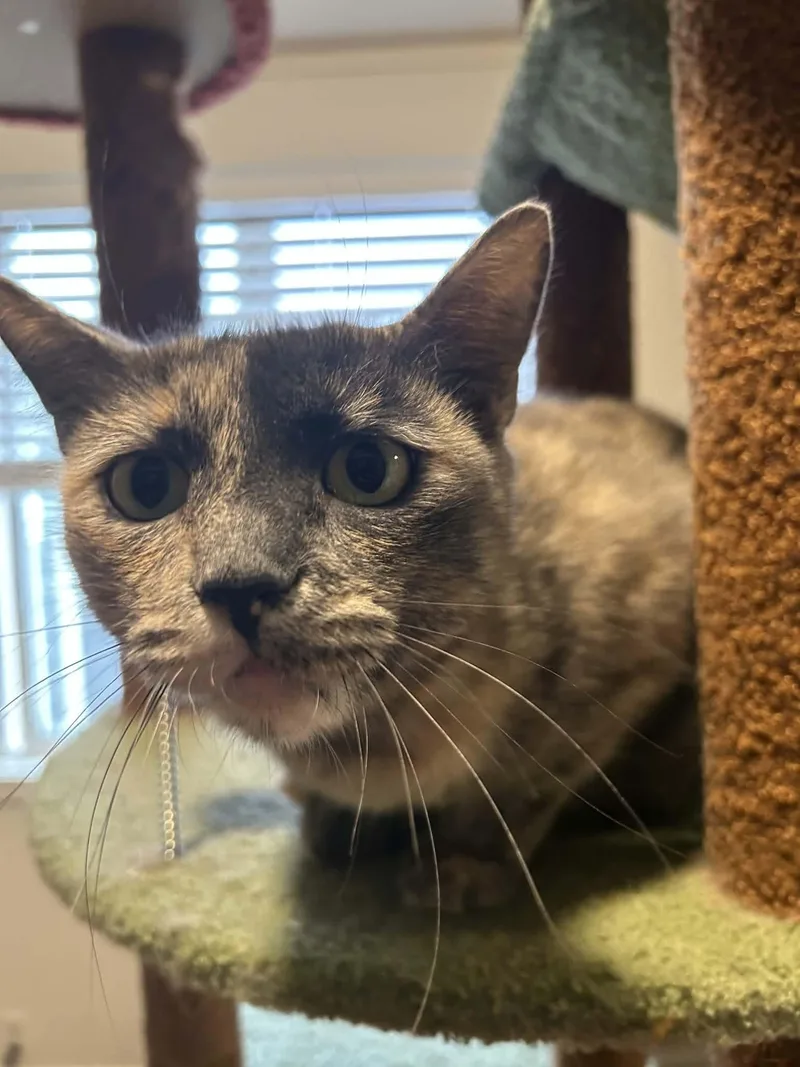 A young medium-sized female Dilute Tortoiseshell cat named Sage Derby for adoption in Gladstone, OR