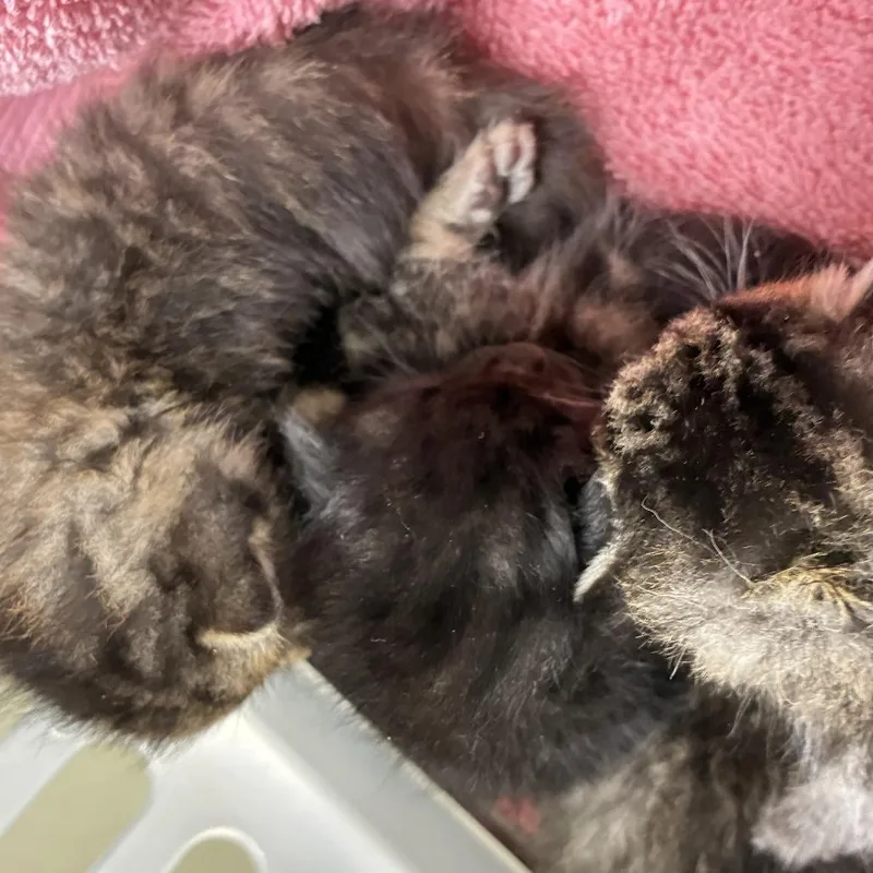A baby small-sized female Brown / Chocolate Domestic Short Hair cat named 71833 for adoption in Harrisonburg, VA