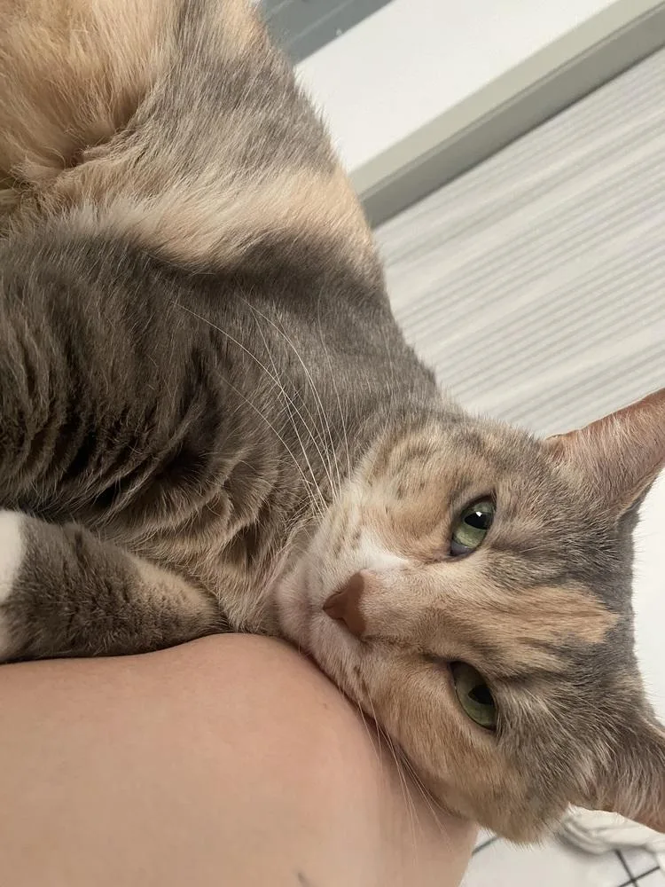 An adult medium-sized female Gray / Blue / Silver Domestic Short Hair cat named Lyla for adoption in Anoka, MN