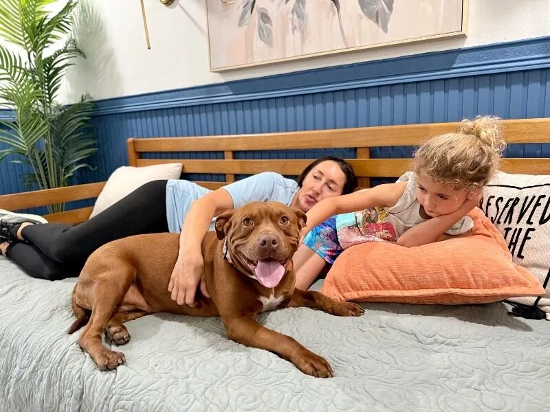 An adult medium-sized female Red / Chestnut / Orange American Staffordshire Terrier dog named Miss Lady Sweeter Than for adoption in Friendswood, TX