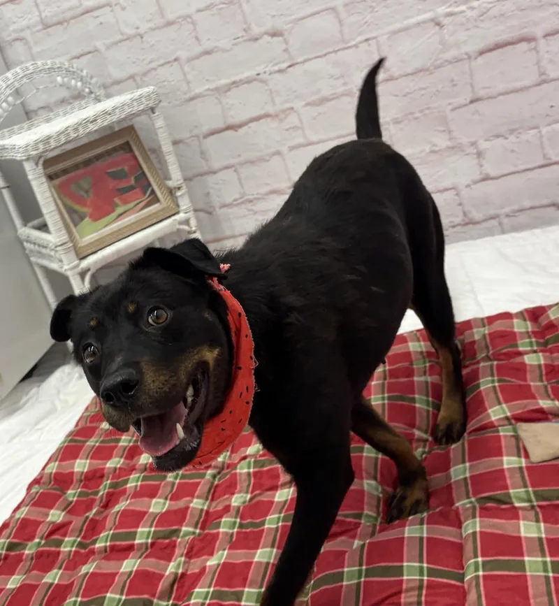 Topiary Nose thumbnail 4