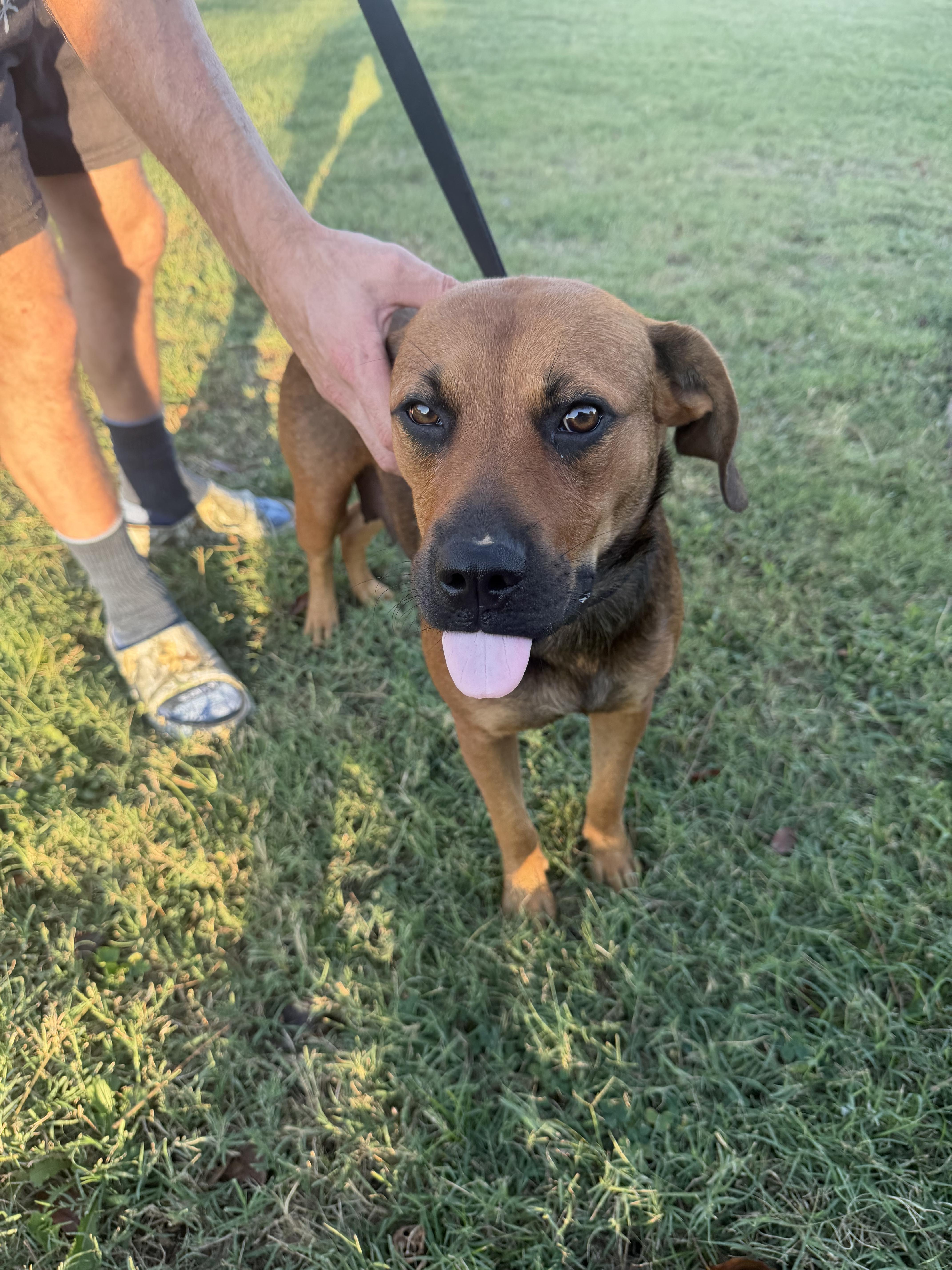 An adult large-sized female Black Mouth Cur dog named Sydney for adoption in Welling, OK