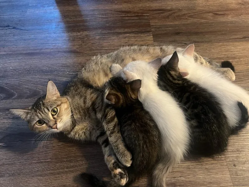 A baby medium-sized male Domestic Short Hair cat named Chum for adoption in Shoreline, WA