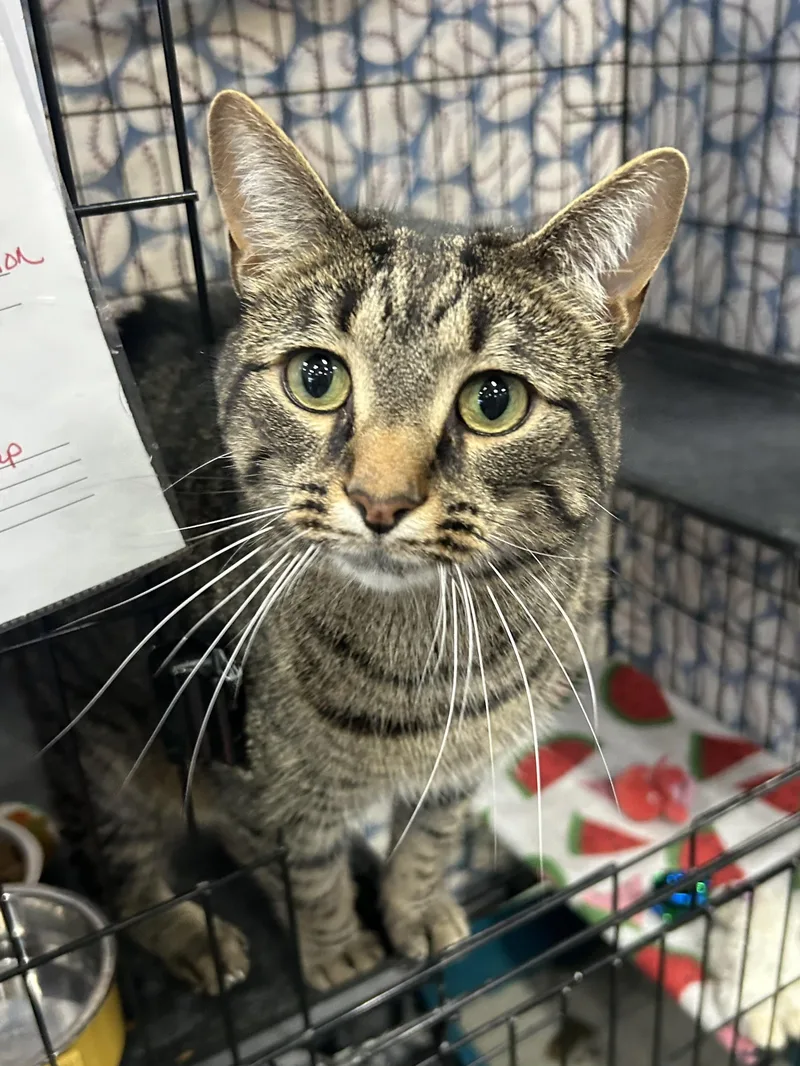 An adult large-sized male Tabby (Brown / Chocolate) Domestic Short Hair cat named Phoenix Arizona for adoption in Mokena, IL