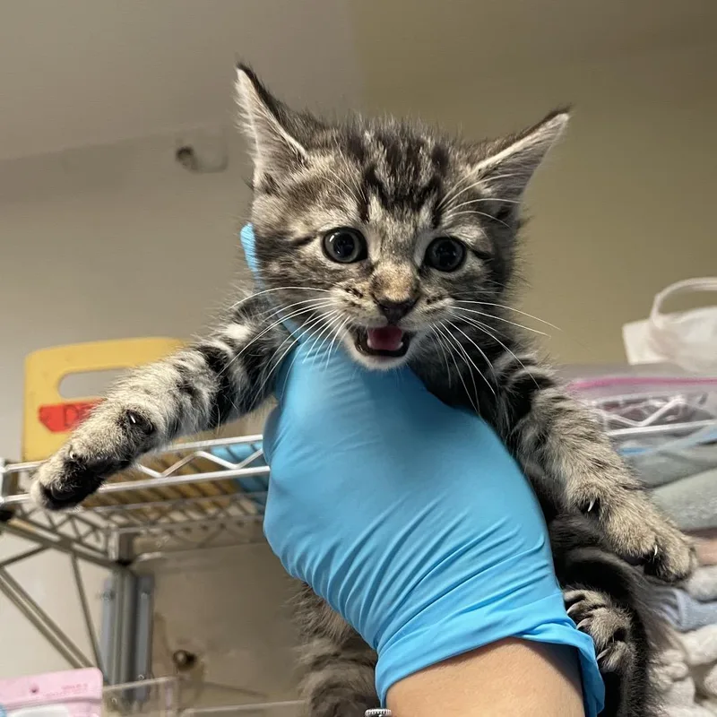 A baby small-sized female Brown / Chocolate Domestic Short Hair cat named Meeny for adoption in Pasadena, CA