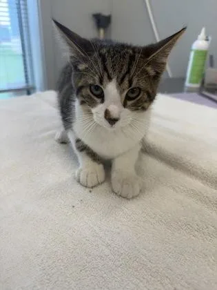 An adult medium-sized male Domestic Short Hair cat named Tonka for adoption in Lafayette, IN