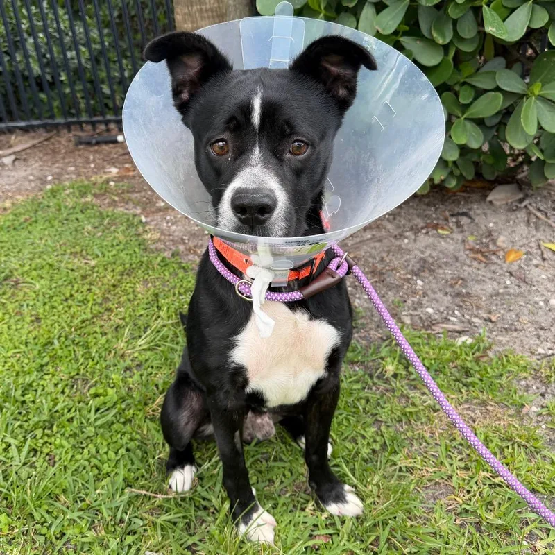 An adult medium-sized male Black Mixed Breed dog named Bud for adoption in West Palm Beach, FL