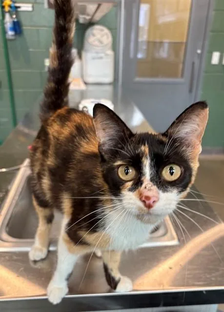 A young medium-sized female Domestic Short Hair cat named Ashleigh for adoption in Leesburg, VA