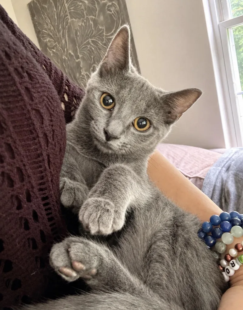 A young small-sized female Gray & White American Shorthair cat named Lisa for adoption in JACKSON, NJ
