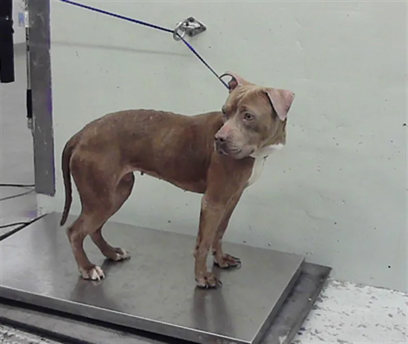 A young large-sized female Staffordshire Bull Terrier dog named Daisy for adoption in Houston, TX