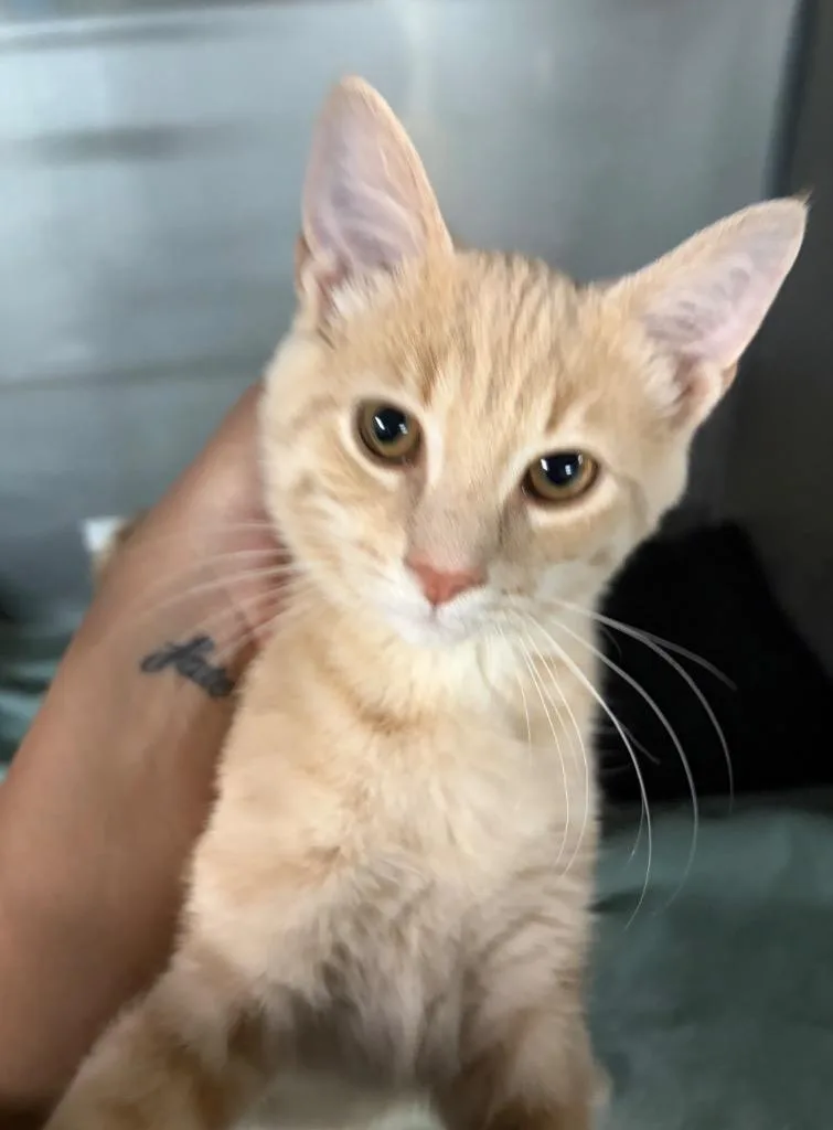 A baby medium-sized male Domestic Short Hair cat named Chowder for adoption in Huntington, IN