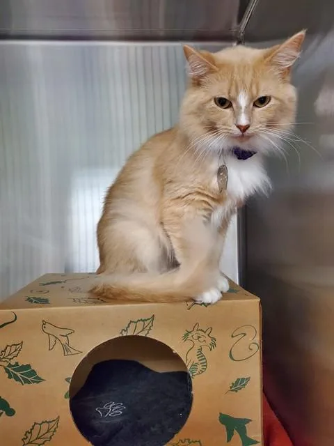A young small-sized female Domestic Medium Hair cat named Sweetpea for adoption in St. Louis, MO