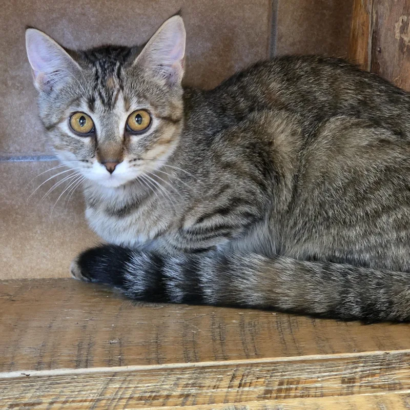 A young medium-sized female Tabby (Brown / Chocolate) Domestic Short Hair cat named Chinardz for adoption in Park Rapids, MN