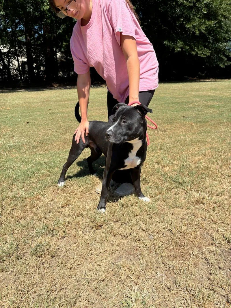 A young medium-sized male Black Bull Terrier dog named Prince for adoption in Bristol, VT