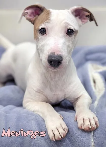 An adult small-sized female Parson Russell Terrier dog named Meninges for adoption in Mason, MI