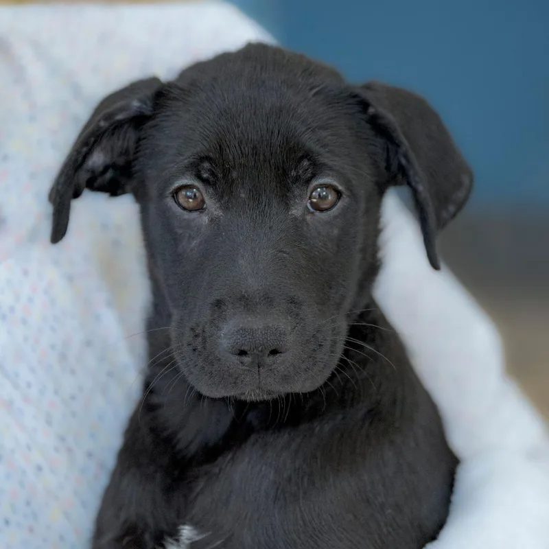A baby small-sized male Black Labrador Retriever dog named Toblerone for adoption in Chapel Hill, NC