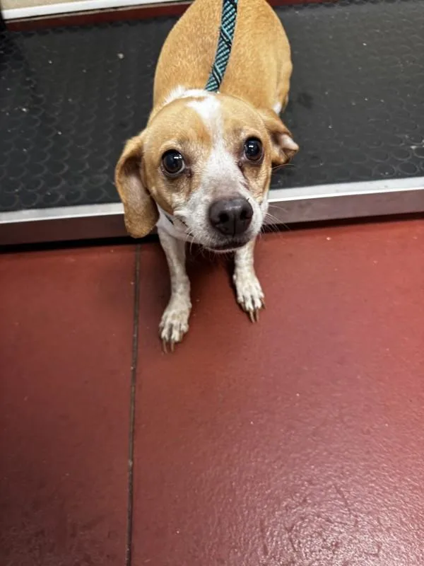 An adult small-sized female Chihuahua dog named Journey for adoption in Salisbury, MD