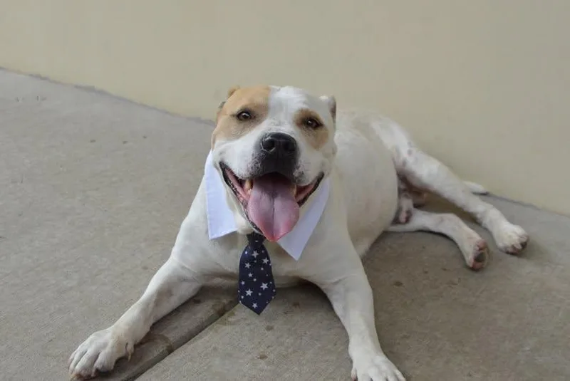 An adult large-sized male Pit Bull Terrier dog named Boulder for adoption in McKinney, TX
