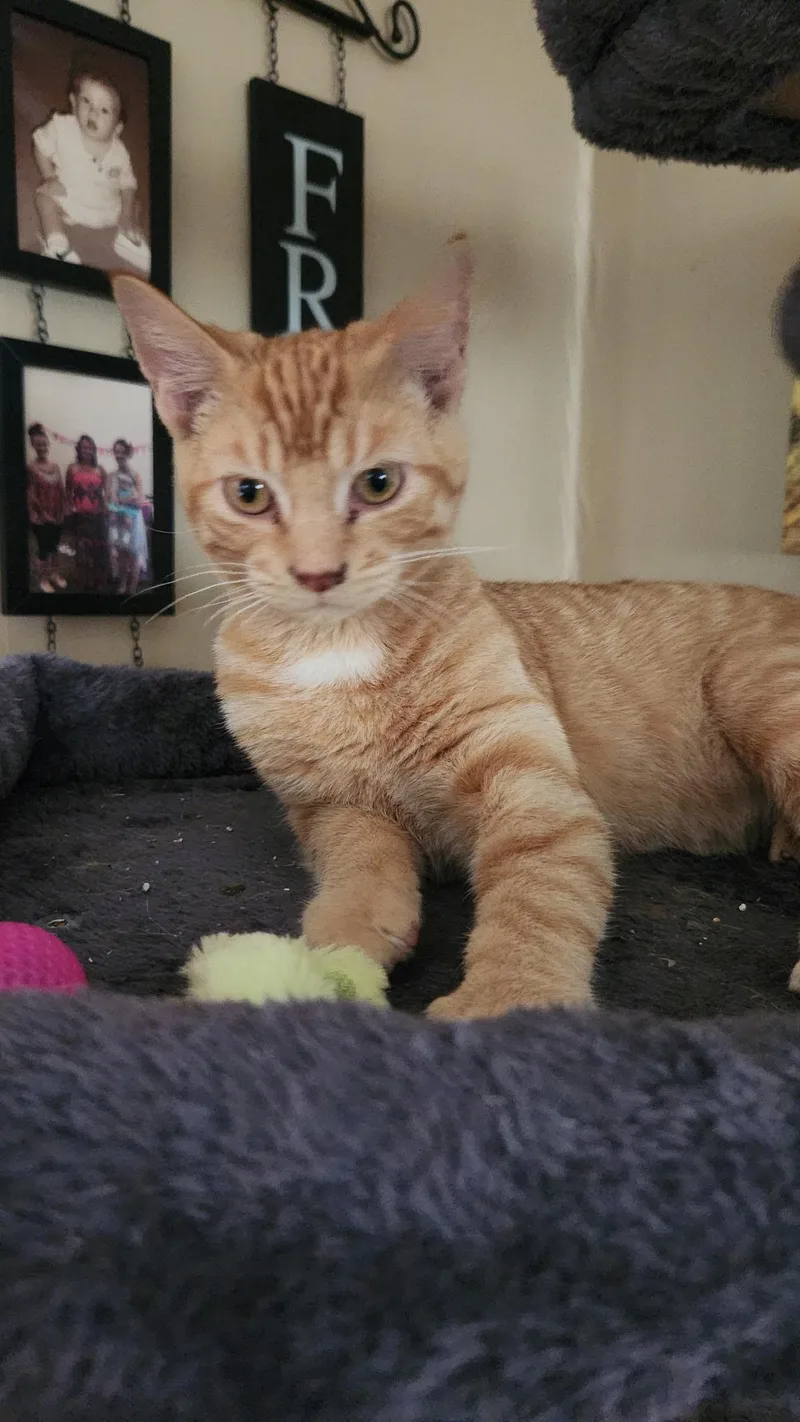 A baby medium-sized male Tabby (Orange / Red) Domestic Short Hair cat named Chip for adoption in Kirklin, IN