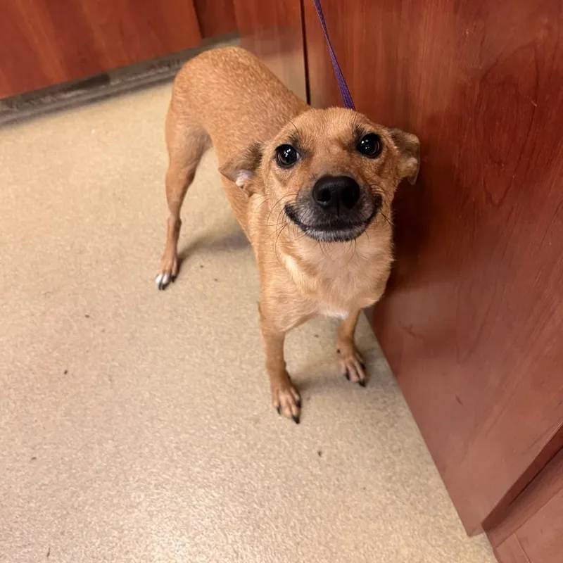 An adult medium-sized female Yellow / Tan / Blond / Fawn Shiba Inu dog named Phoebe for adoption in Columbus, GA