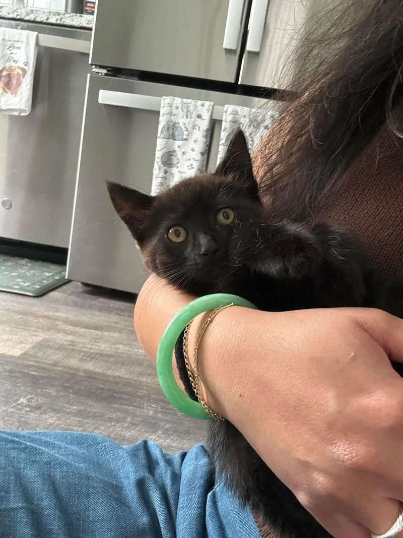 A baby medium-sized female Black Domestic Short Hair cat named Reggie for adoption in Rochester , NY