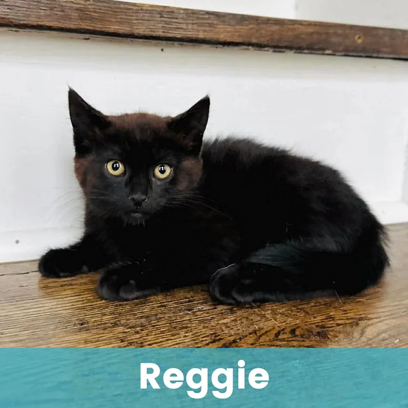 Reggie thumbnail 6
