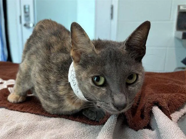 An adult medium-sized female Domestic Short Hair cat named Peaches for adoption in Tavares, FL