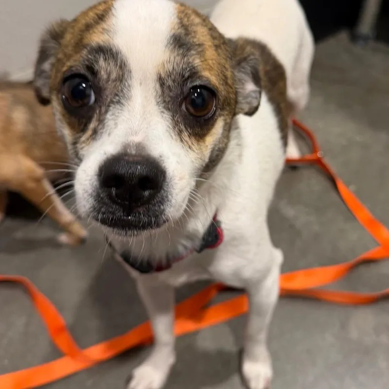 An adult small-sized female Brindle Chihuahua dog named Bebe for adoption in Tampa, FL