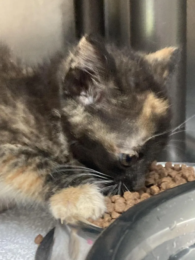 A baby medium-sized female Domestic Short Hair cat named Grebe for adoption in Burnsville, NC