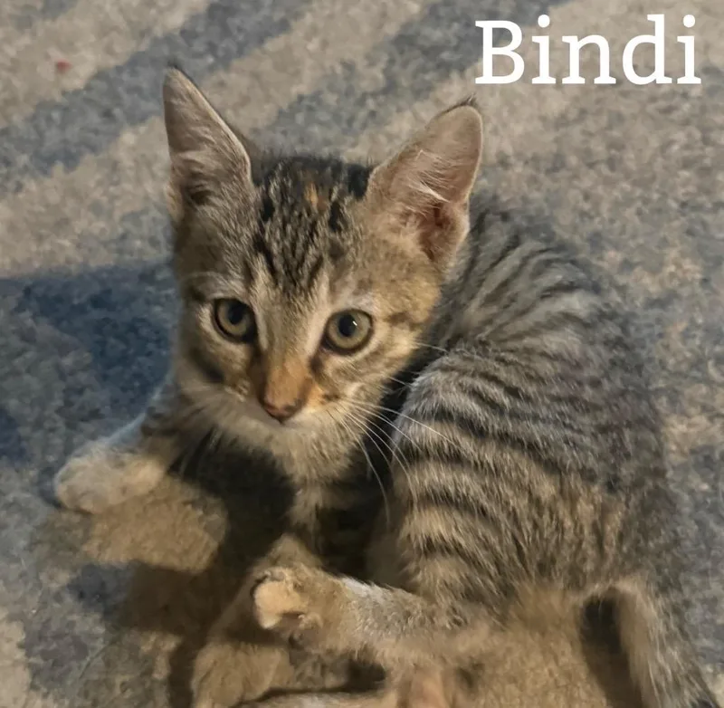 Bindi thumbnail 3