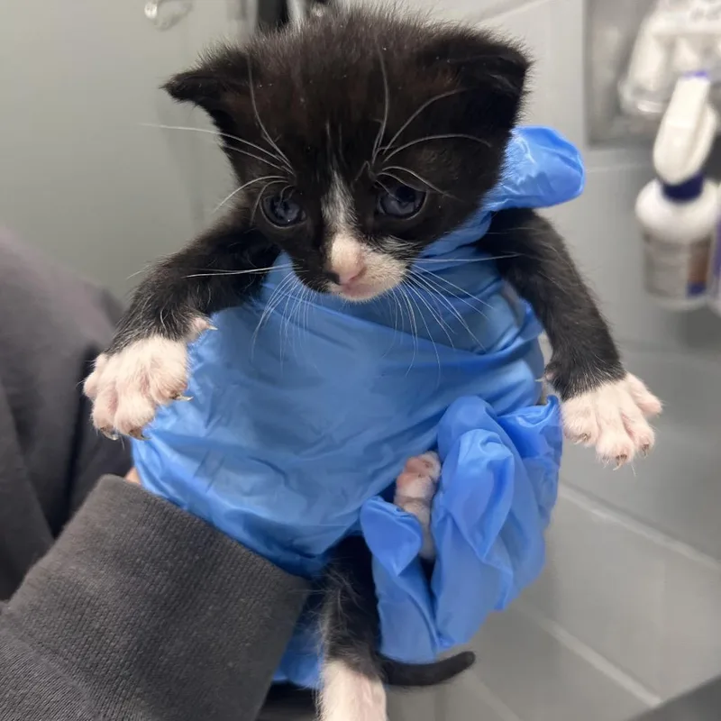 A baby small-sized male Black Domestic Short Hair cat named Grape @ Bacon's Bridge for adoption in Summerville, SC