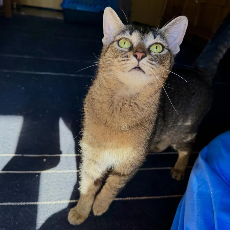 An adult medium-sized female Domestic Short Hair cat named Sparks for adoption in Rochester, NY