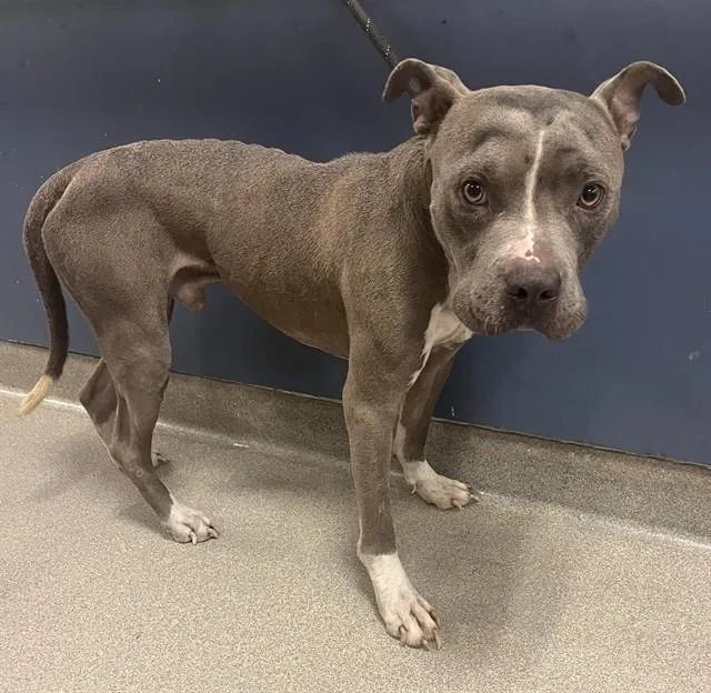An adult large-sized male American Bulldog dog named Max for adoption in Miami, FL