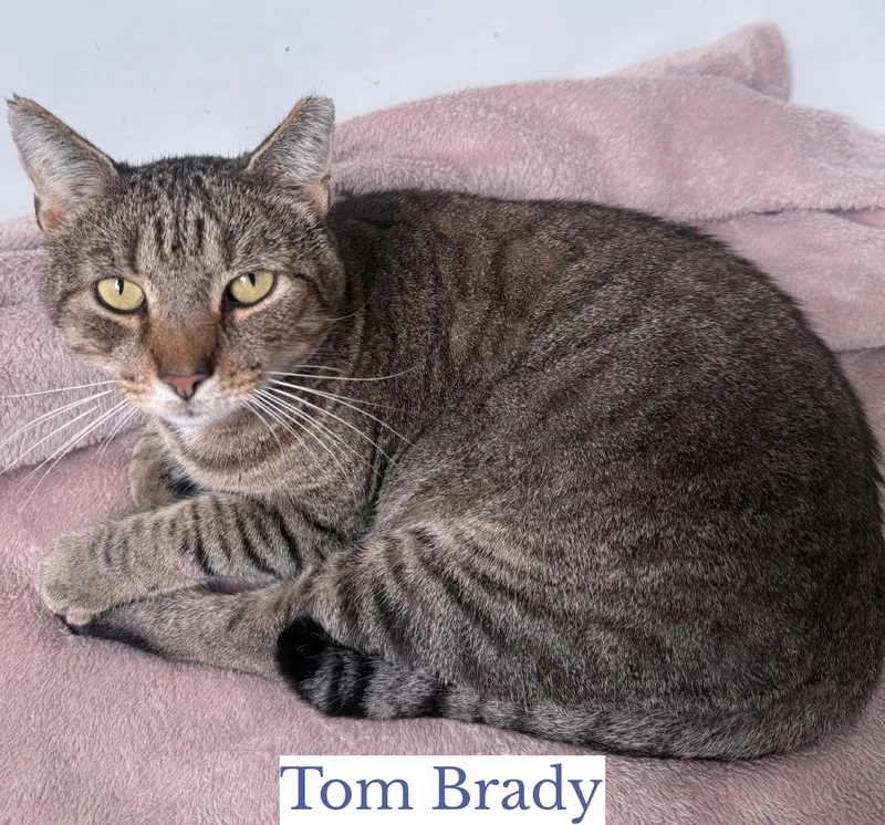 An adult large-sized male Tabby (Brown / Chocolate) Domestic Short Hair cat named Tom Brady for adoption in Berkeley Springs, WV