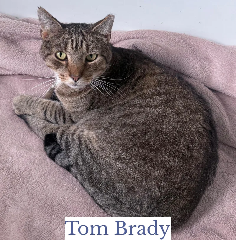 Tom Brady thumbnail 3