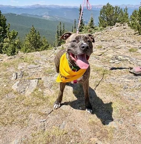 An adult large-sized female Pit Bull Terrier dog named Swirl for adoption in Fort Collins, CO