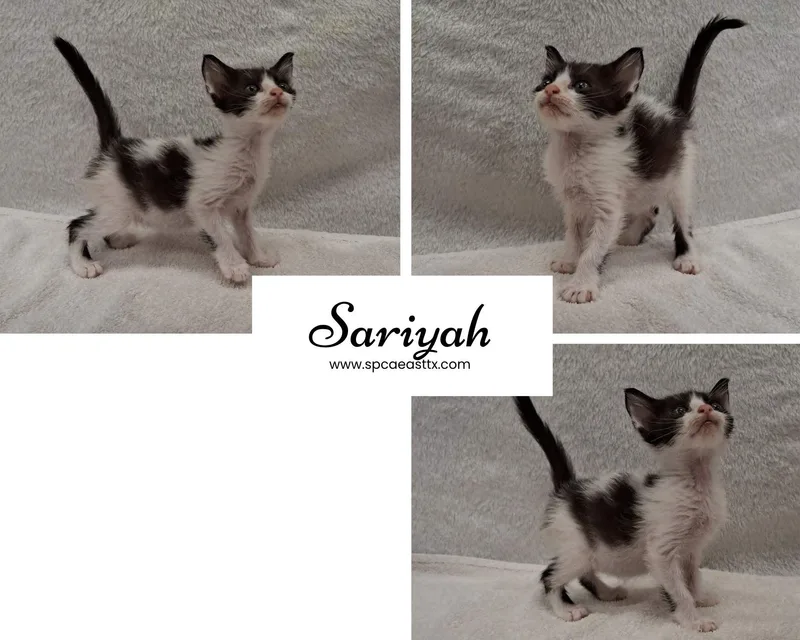 A young small-sized female Black & White / Tuxedo Domestic Short Hair cat named Sariyah for adoption in Tyler, TX