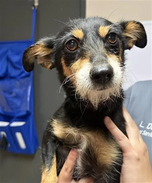 An adult small-sized female Chihuahua dog named Maggie for adoption in Redlands, CA