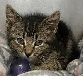 A baby small-sized female Domestic Short Hair cat named CA Sassy for adoption in Glen Allen, VA