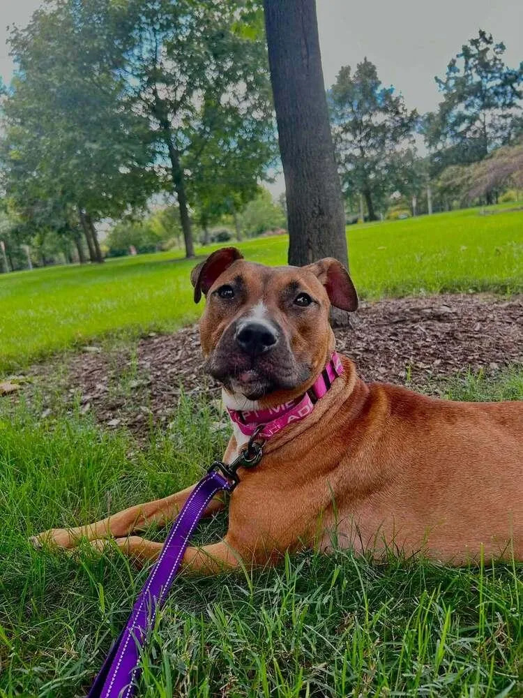 An adult medium-sized female Red / Chestnut / Orange Mixed Breed dog named Nutmeg for adoption in Lansing, MI