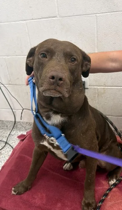 An adult large-sized male Brown / Chocolate Mixed Breed dog named Muddy Buddy for adoption in Kansas City, MO