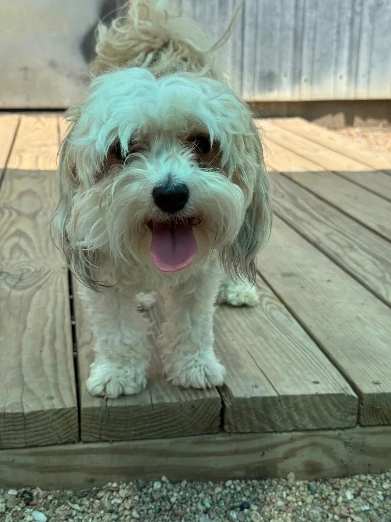 Sophie